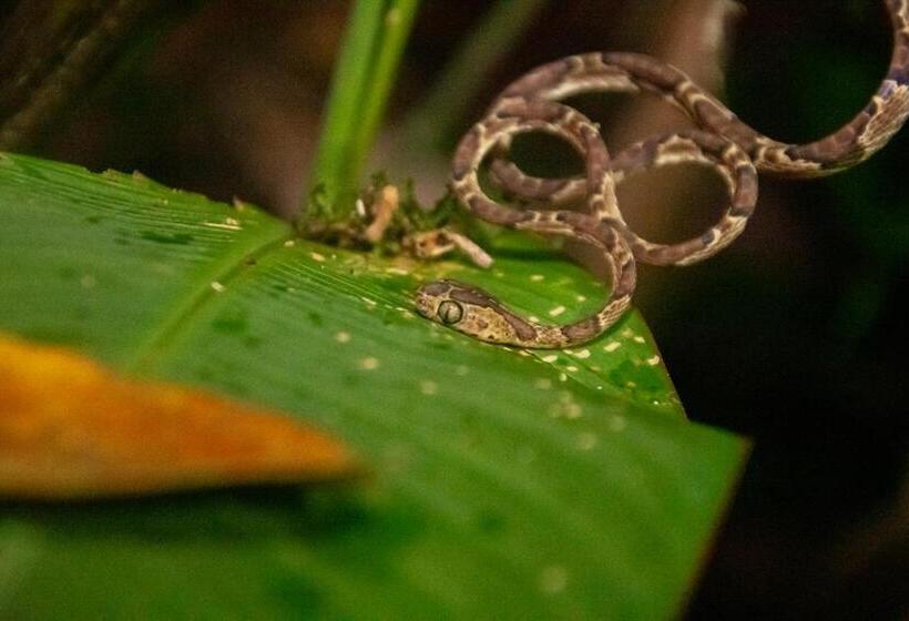 Los Amigos Jungle Hotel Tortuguero