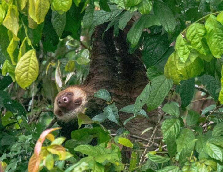 Los Amigos Jungle Hotel Tortuguero