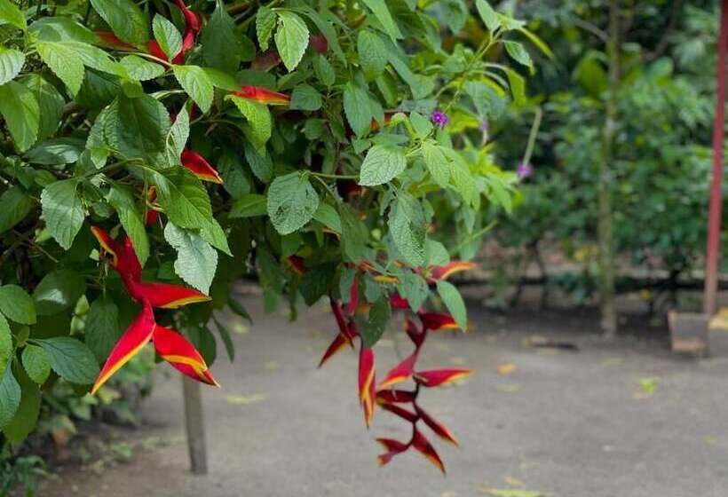 Los Amigos Jungle Hotel Tortuguero