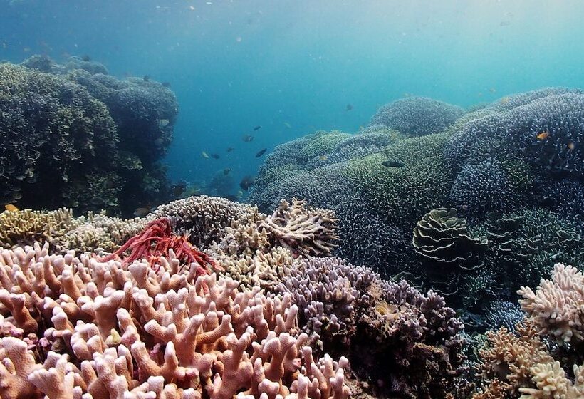 استراحتگاه Pescadores Suites Moalboal