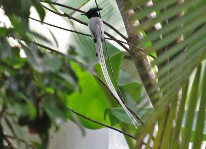 צימר Dinuri Villa