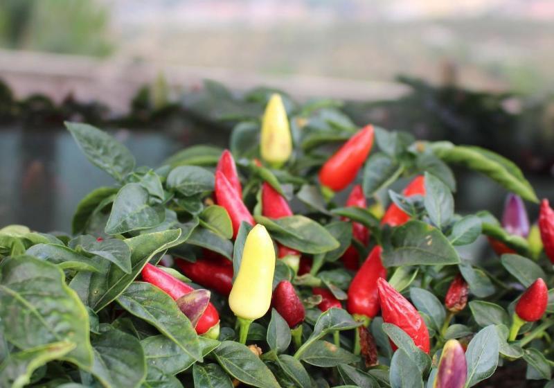 هتل Altavilla Catanzaro