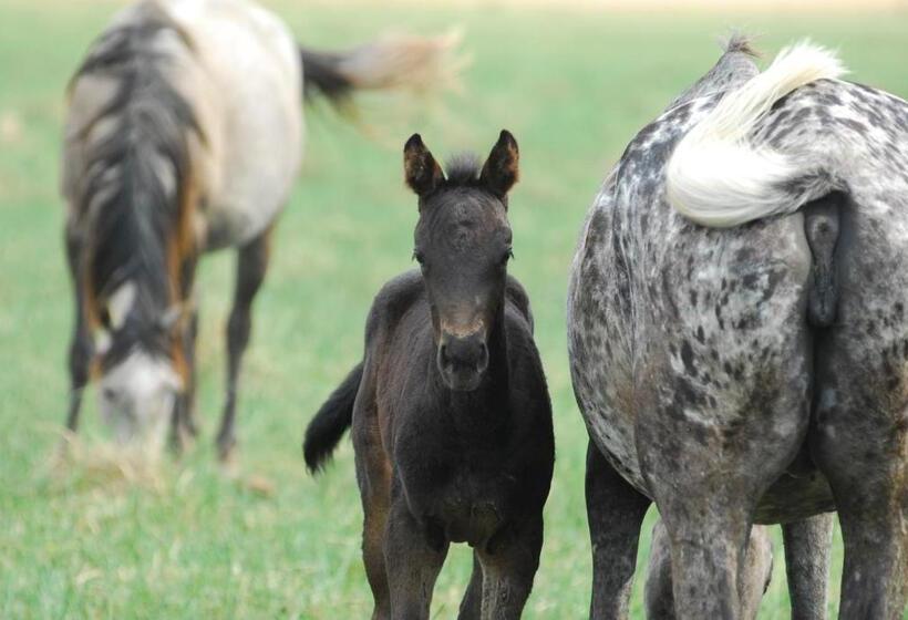 فندق Estancia La Sofia