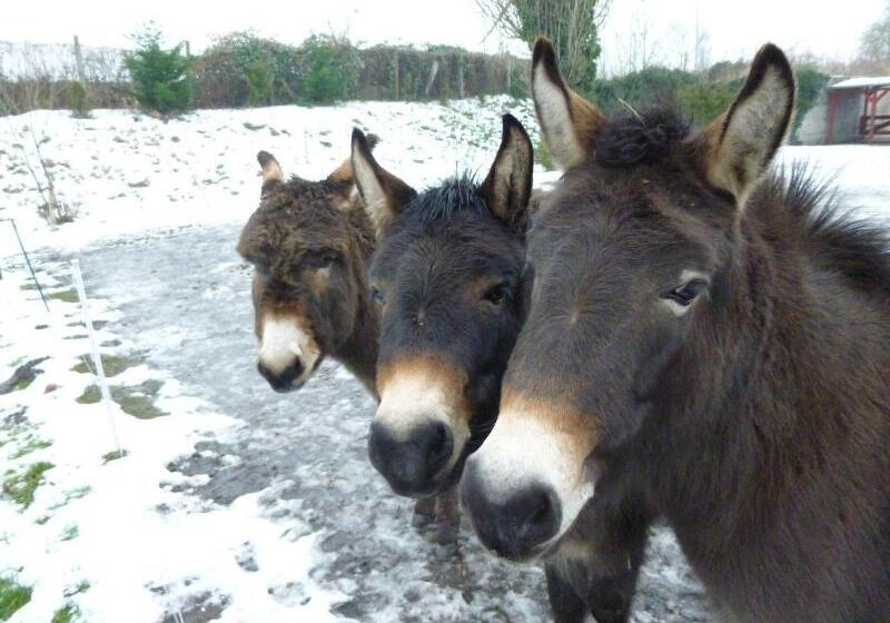 Garni Hotel Lavendelhof