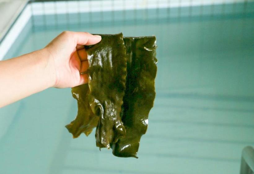 Отель Hachinohe Seagull View