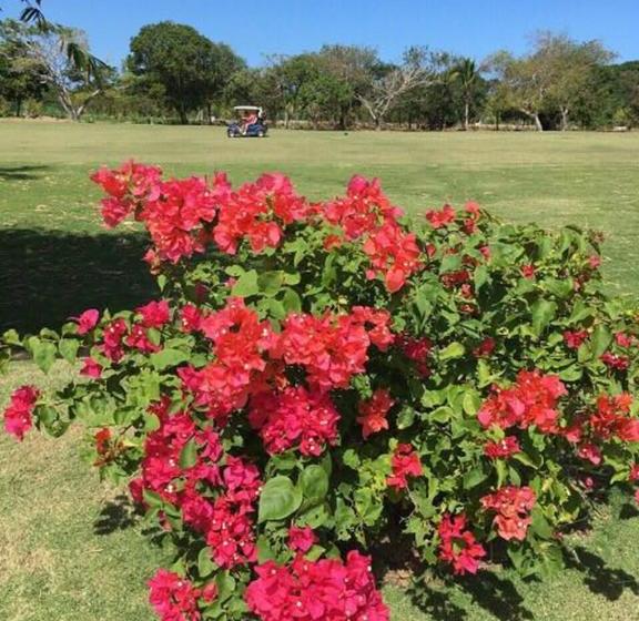 住宿加早餐 Cocotal Bavaro 460