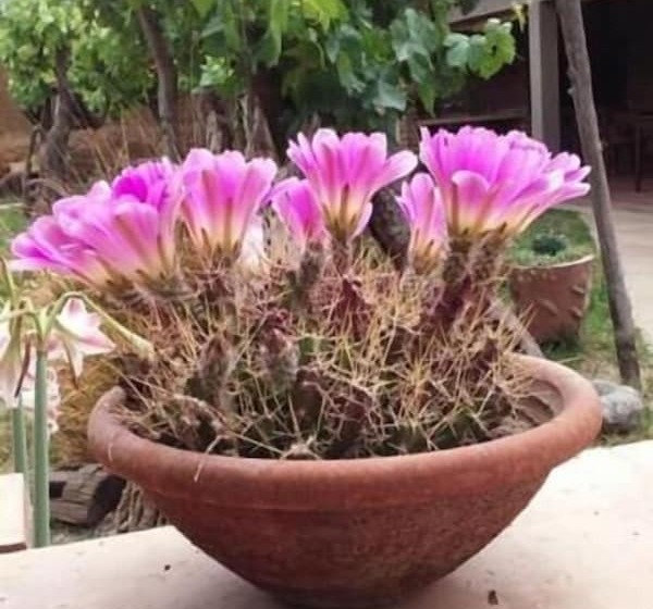 هتل Hostal Tierra De Vinos