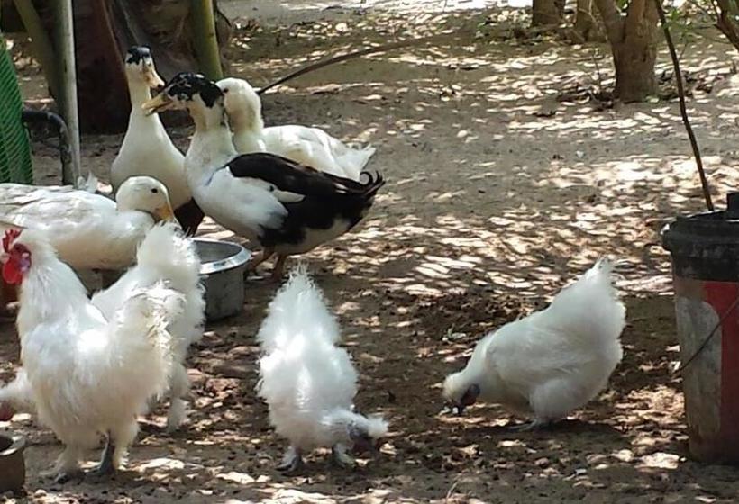 فندق Island Breeze Inn