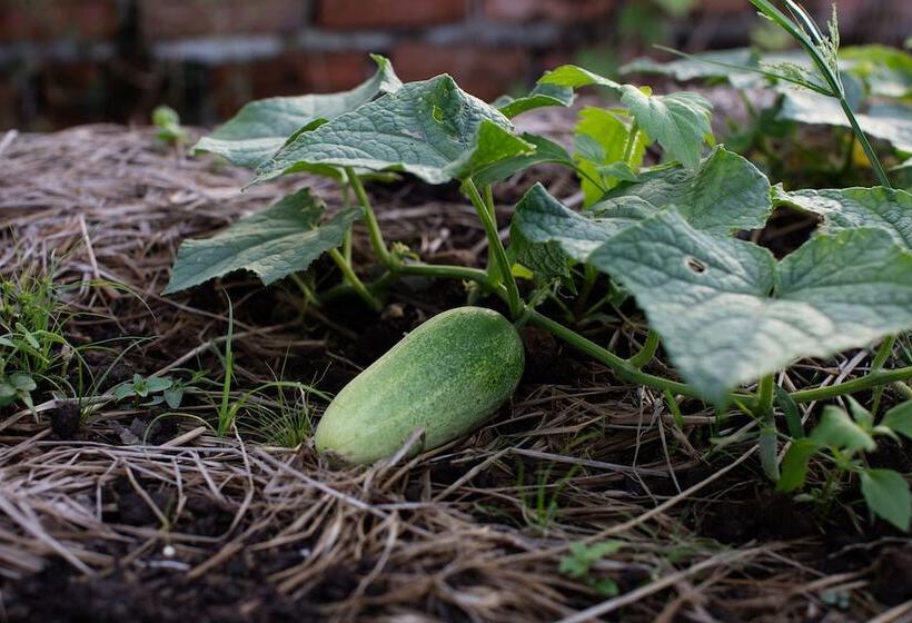 استراحتگاه Angkor Rendezvous