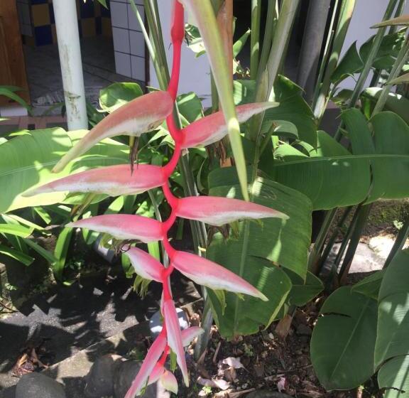 ユースホステル Wide Mouth Frog Quepos