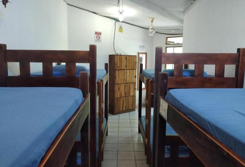 ユースホステル Wide Mouth Frog Quepos