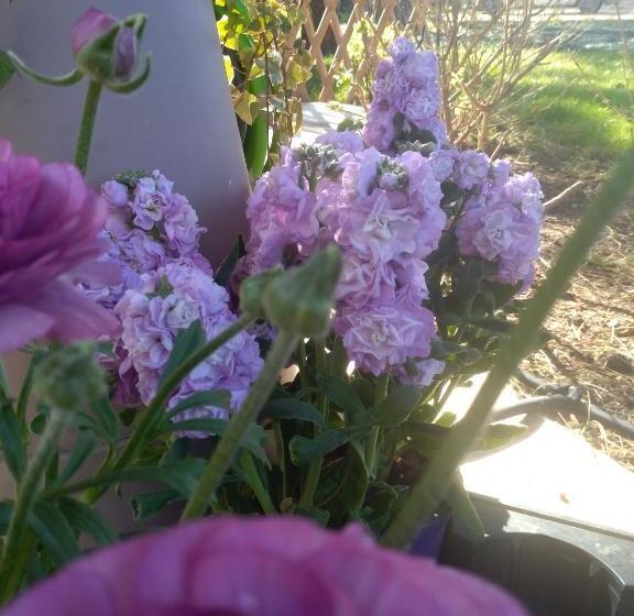 ベッドアンドブレックファースト I Fiori Di Sicilia