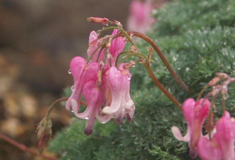 Рёкан 伊藤屋