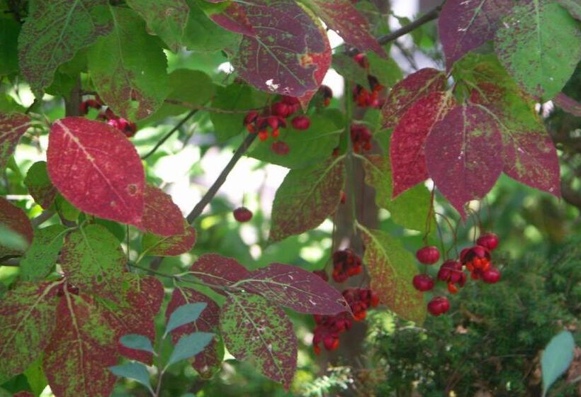 Рёкан 伊藤屋