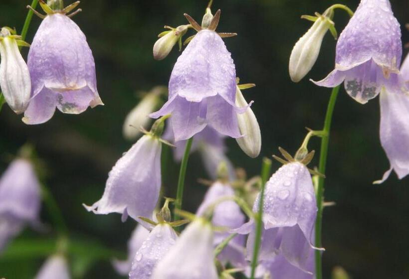 Рёкан 伊藤屋