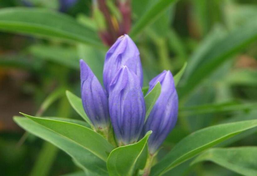 Рёкан 伊藤屋