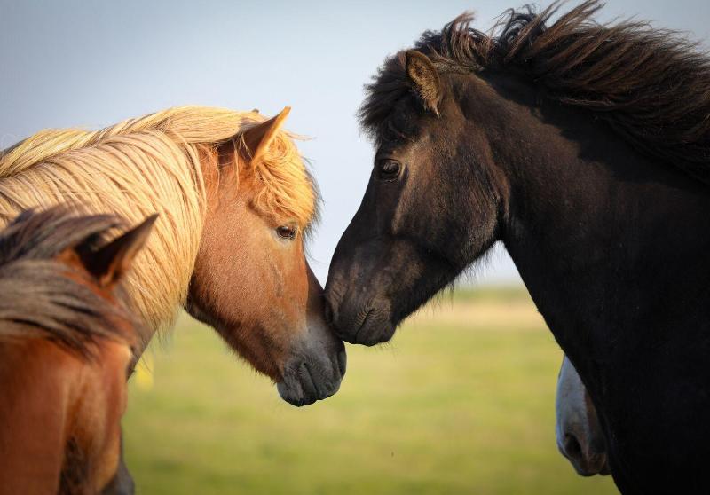 هاستل Midgard Base Camp