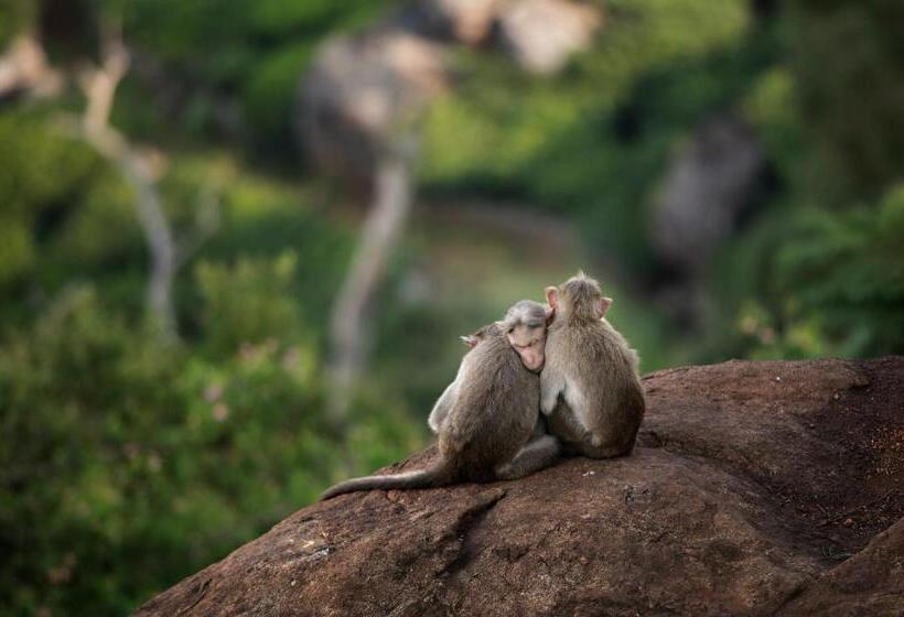 مبيت وإفطار Fairy Glen