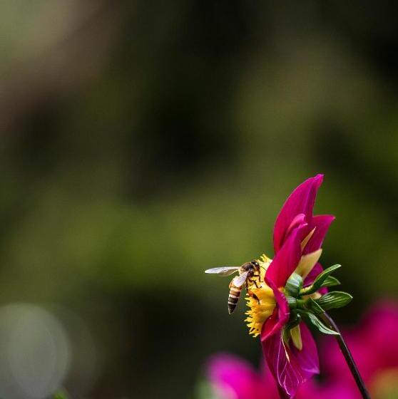 مبيت وإفطار Fairy Glen