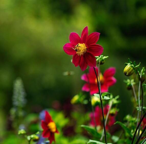 مبيت وإفطار Fairy Glen