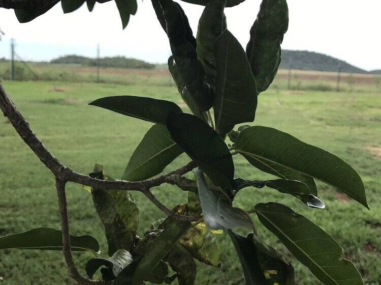 Bed and Breakfast Hamiltons Lodge & Restaurant