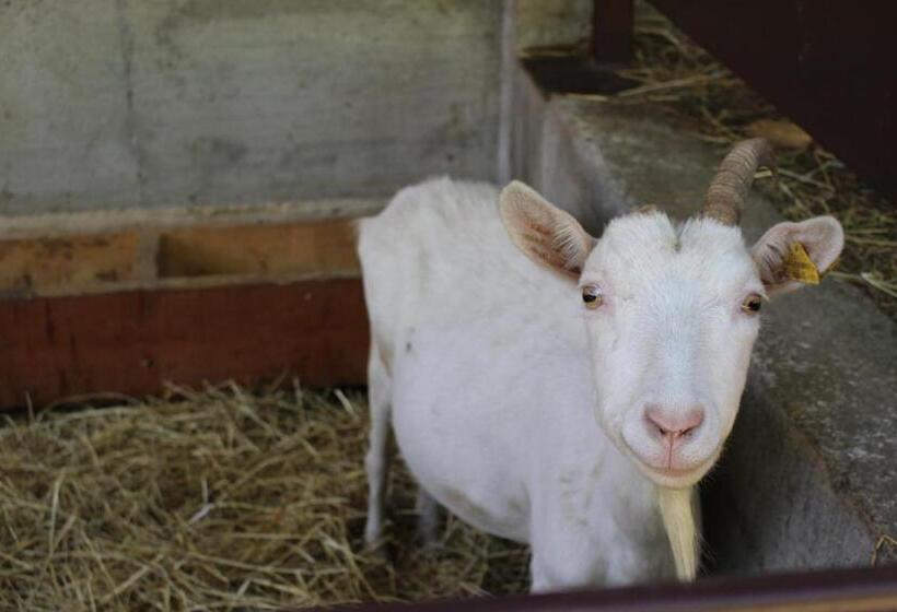 住宿加早餐  La Viscontina