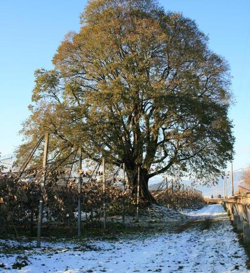 住宿加早餐  Al Bagolaro