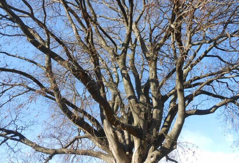 住宿加早餐  Al Bagolaro