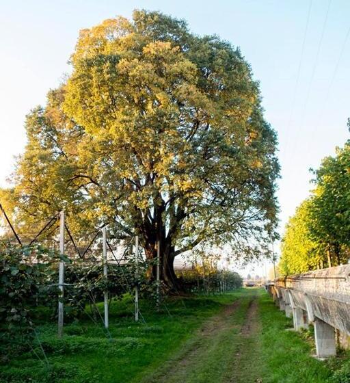 住宿加早餐  Al Bagolaro