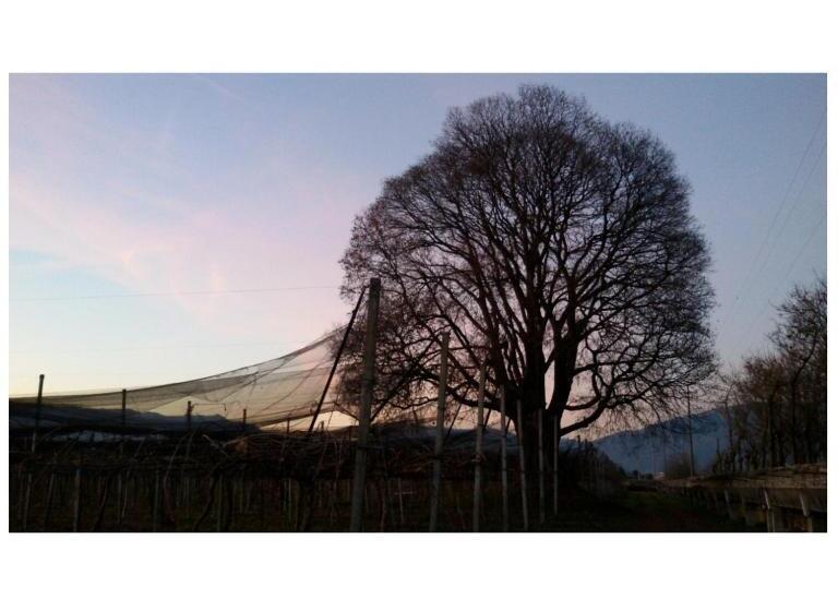 住宿加早餐  Al Bagolaro