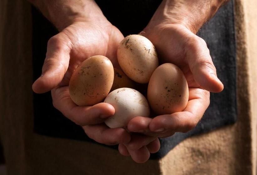 Bed and Breakfast Casale Sterpeti