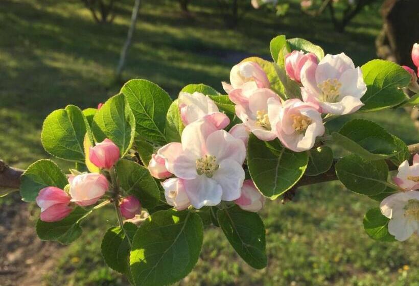 مبيت وإفطار Cascina Baresane