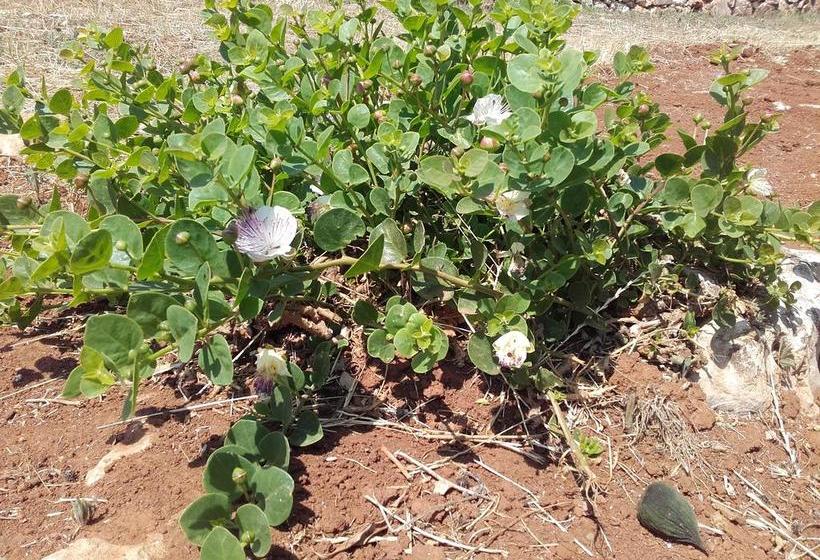 Masseria Centro Colonico B&b