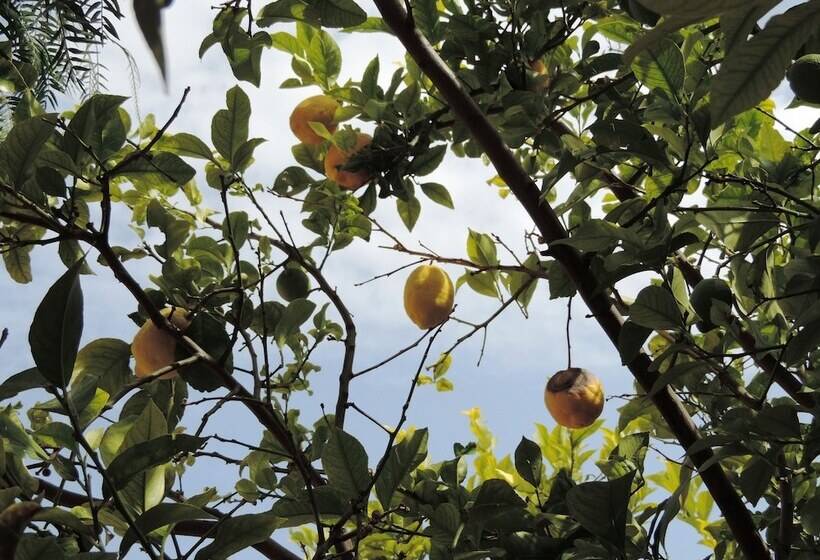 Bed & Breakfast Ospiti A Corte