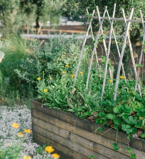 Fikus   The Apulian B&b