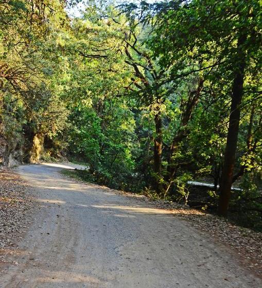 בית מלון כפרי Ojaswi Himalayan Resort