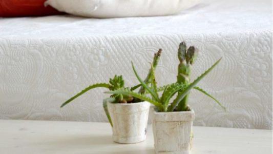 Percebes Exclusive B&b