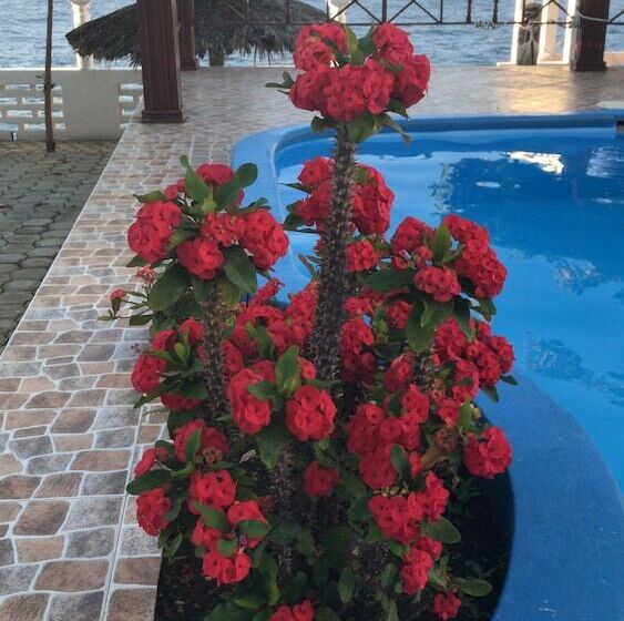 ベッドアンドブレックファースト Maxanika