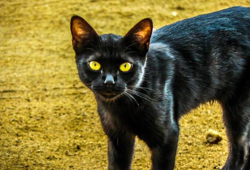 호텔 Srinivasa Residency