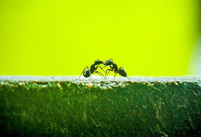 בית מלון כפרי Srinivasa Residency