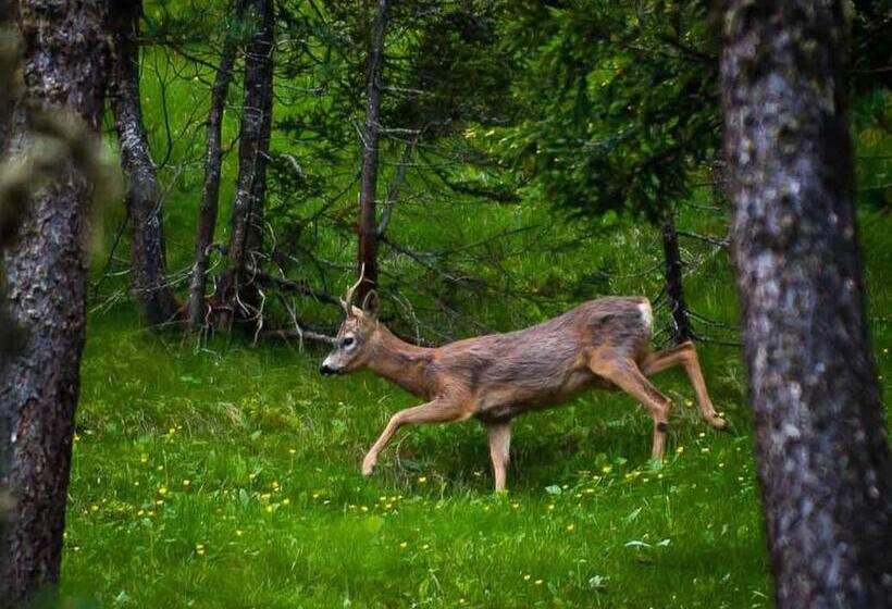 B&b Villa Dolomites Hut