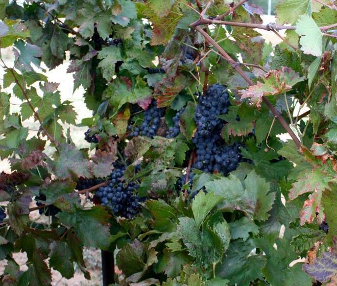 민박 Sous Les Oliviers Jacuzzi Studios De Standing Tout équipés