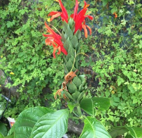 El Cauchero Hotel Iquitos