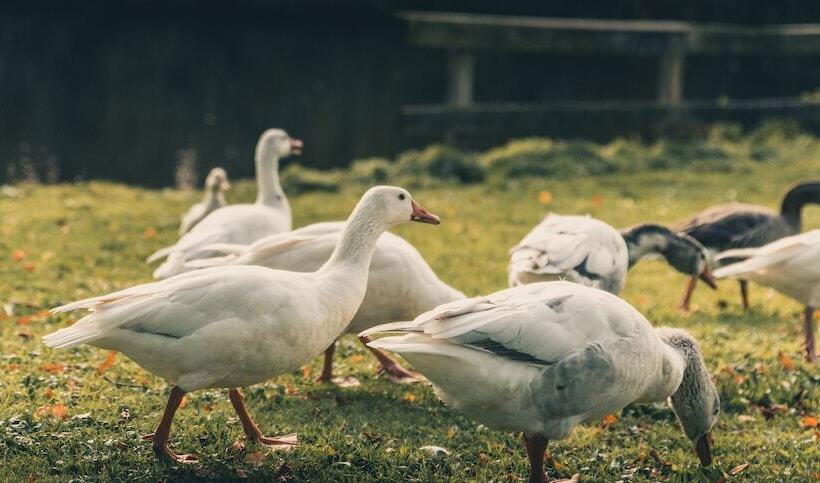 فندق Buona Fortuna