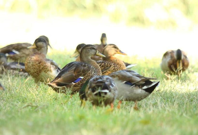 ホテル Internazionale