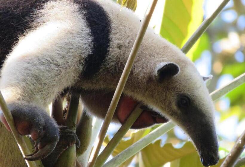 Отель Oasis De Las Palmas