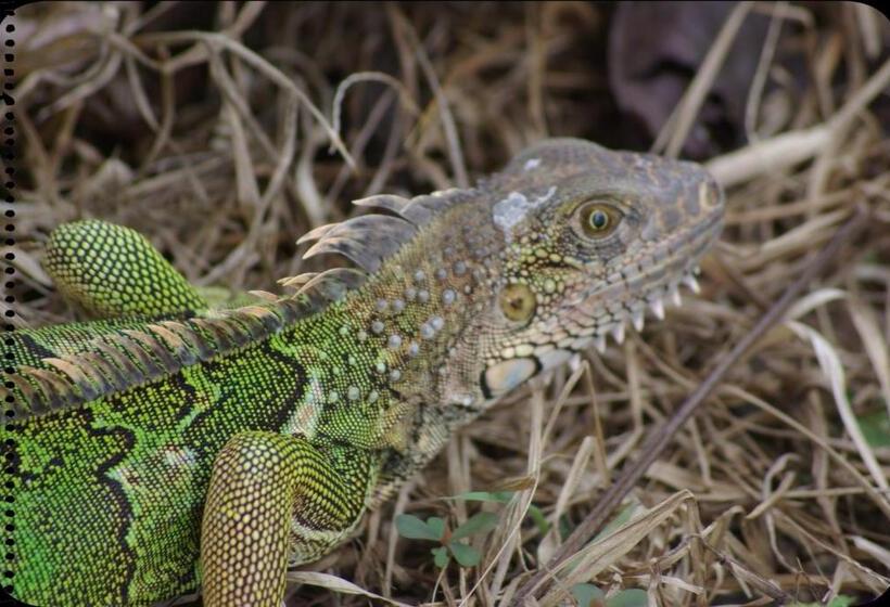 La Palapa Hut Nature Hostel