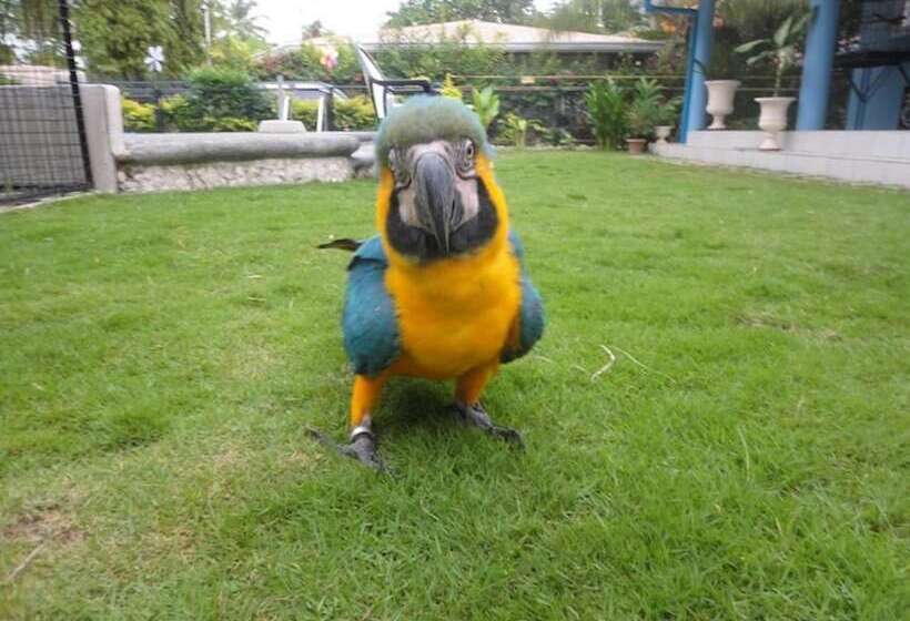 Parrot Resort Moalboal