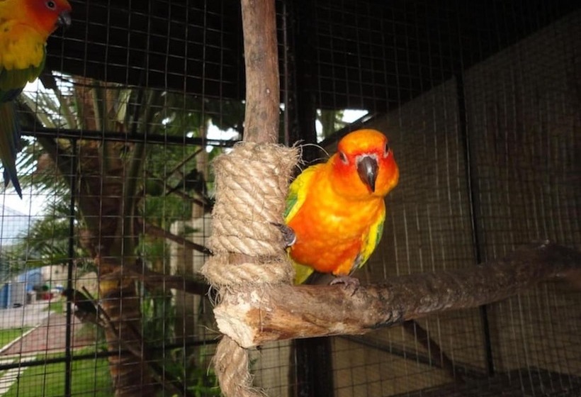 Parrot Resort Moalboal