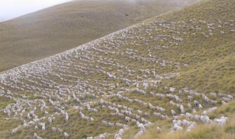 호스텔 Dunstan Downs High Country Sheep Station